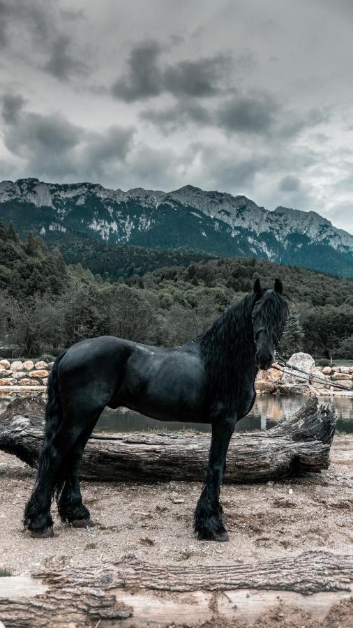 Popasul Craiului Villa Zărneşti Buitenkant foto